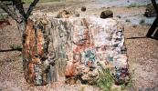 Close up of a piece of petrified wood