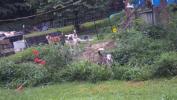 Terry's dogs
