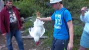 Nicholas with the rooster