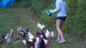 Taylor feeding chickens.