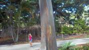 Multi colored tree at the Zoo