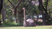Ostrich at the Zoo