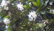 Beautiful trees in Honolulu