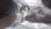 Large eared dog at Zoo