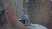 Baboon at Zoo