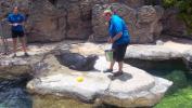Endangered seal at the zoo