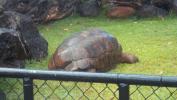 Large turtle at zoo