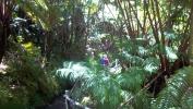 Jungle near Kilauea