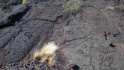 Petroglyphs