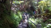 Walking through jungle to get to the Lava Tube