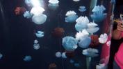 Jellies