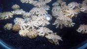 Jellies