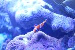 aquarium