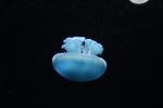 jellies