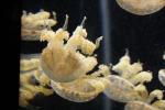 jellies