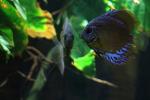 aquarium