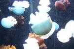 jellies