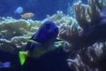 aquarium