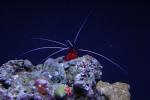 aquarium