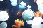 jellies
