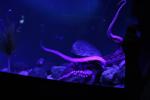 aqurium