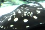 skate at aquarium