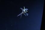 aquarium