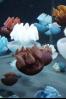 jellies