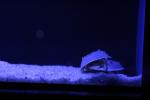 horseshoe crabs