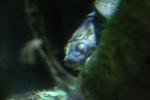 aquarium