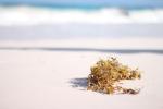 seaweed