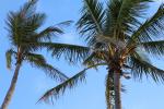 tropics