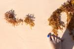 seaweed and toes