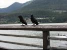 Ravens in Juneau