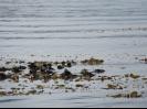 Sea Otters