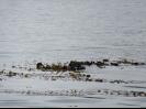 Sea Otters