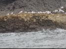 Bird Island