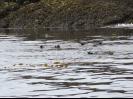 Sea Otters