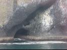Bird Island