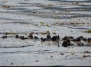 Sea Otters