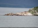 Sea Lions