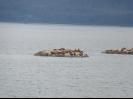 Sea Lions
