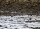 Sea Otters