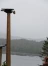 Eagle totem