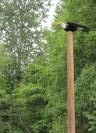 Eagle totem