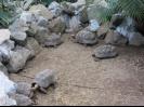 A herd of 