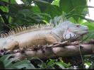 Spike the Iguana