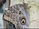 Large butterfly