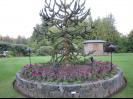 Monkey tree