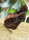 Large butterfly